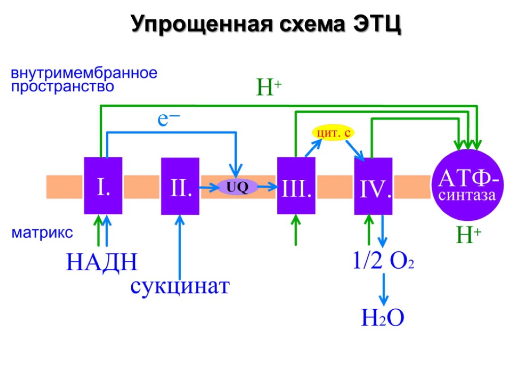 Упрощенная схема ЭТЦ